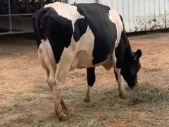 6 Preg 1st Lact Due in March | Group Avg 81# Milk 48K SCC | 410 454 461 482 497 518