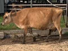 Dry & Dry Treated Due 9-15  Coming 4th Calf | 3 3 3 4 2 10 |