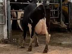 Fresh 2-17-21  Milk 72 4.8%F 3.3%P 25 SCC (K) Lact 3 Bred 9-11 To INFOCUS 305me 30166  Sire 29HO13616  Mgs 29HO13162 | 4 3 3 3 2 13   | 4 STAR Udder