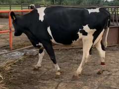 7 Dry & Dry Treated | Coming 2nd Calf | Due in November | 305me Avg 31963# | 405 412 424 447 452 464 468