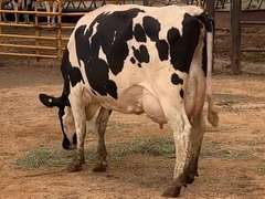 Fresh 2-17-21  Milk 74 4.5%F 3.5%P 19 SCC (K) Lact 2 Due 5-4 To 29HO19369 305me 27338  Sire 29HO16714  Mgs 529HO14567 | 3 4 4 3 3 13  | Long  Teats