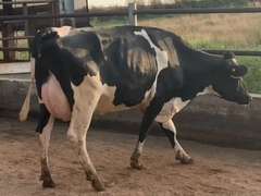 5 Fresh 1st Lact | Group Avg 92# Milk 75K SCC | Fresh 7-11 to 8-10-21 | Top Heifer 104# | #564 Bred 9-29 | 519 547 556 564 576