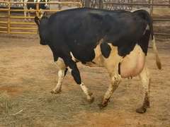 Fresh 7-31-21  Milk 88 4.2%F 2.8%P 14 SCC (K) Lact 4  Bred 9-23 29H19426   305me 32801  Sire 29HO14828  Mgs 29HO11614 | 4 3 2 3 2 12  | Strait Leg