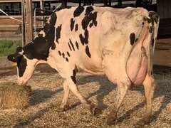 Fresh 2-11 Mkg 89# 2.9 2.6 SCC-13K 5th Lact | 3 2 3 3 2 14 | Long teats