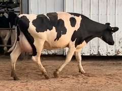 6 Preg 1st Lact Due in March | Group Avg 81# Milk 48K SCC | 410 454 461 482 497 518