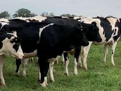 4 Heifers Due in April | pNM$ Avg 164 | Dams 305me Avg 30883# | 621 628 644 654