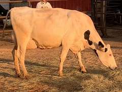 Fresh 3-24-21  Milk 98 4.9%F 3.2%P 132 SCC (K) Lact 1 Due 5-1 To 29HO19426 305me 31706  Sire 29HO17740  Mgs 529HO14768 | 4 3 4 3 3 12  | 4 STAR Udder-Slight Rev Tlt