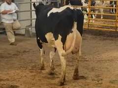 Fresh 7-13-21  Milk 104 4%F 3%P 15 SCC (K) Lact 2 Bred 9-9 To 29HO19369 305me 29805  Sire 29HO17607  Mgs 29HO14427 | 3 3 3 3 3 13  | Wide Front Teats