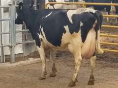 Fresh 8-16-21  Milk 88 2.5%F 2.7%P 264 SCC (K) Lact 3     305me 35029  Sire 529HO14335  Mgs 29HO14450 | 3 3 3 3 3 14  |