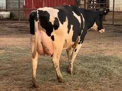 3 Preg 1st Lact Due in April | Group Avg 96# Milk 71K SCC | Top Heifer 120# !! | 489 514 528