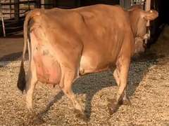 Fresh 10-16 Mkg 54# 3.5 3.7 SCC-33K Due 12-16 | 2 3 3 3 2 10 | Imbalanced, LRR