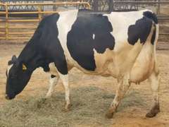 5 Fresh 4th+ Lact | Group Avg 112# Milk 75K SCC | Fresh 6-26 to 8-20, 5 Serviced | Top Cow 132#-All 100#+ | 19 23 29 1699 1966 1989