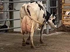 Fresh 7-30-21  Milk 122 3.7%F 2.6%P 71 SCC (K) Lact 4 Bred 9-5 To 29HO19369 305me 33936  Sire 29HO14427  Mgs 29HO13366 | 4 4 4 2 2 13 Y | 4 Star Udder-Sl Wide, Lng Teat