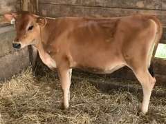 3 Jersey Open Hiefers | UPDATE #201 S: Pharoh, A2A2, Charla Family | Born 12-13-20 to 1-29-21 | Have Some Ringworm |  201  202  204