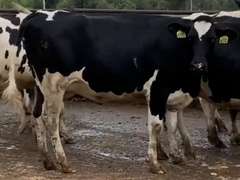 8 Heifers Due in October | pNM$ Avg 375 | Dams 305me Avg 32318# | 588 590 595 596 600 602 604 605