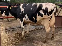 7 Dry & Dry Treated | Coming 2nd Calf | Due in November | 305me Avg 31963# | 405 412 424 447 452 464 468