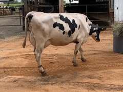 7 Dry & Dry Treated | Coming 2nd Calf | Due in November | 305me Avg 31963# | 405 412 424 447 452 464 468
