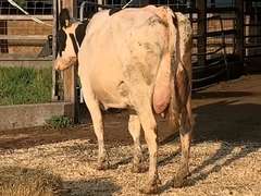 UPDATE Preg Due 4-29 | Fresh 4-7 Mkg 79# 4.5 3.1 SCC-162K 2rd Lact Bred 7-22 | 4 3 3 4 2 13|