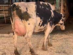 Et # 157 Fresh 7-25 Mkgb 71# 3.9 2.9 SCC-50K 3rd Lact | 4 3 4 4 2 14 | Close Teats