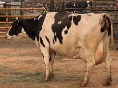 Fresh 12-21-20  Milk 44 3.8%F 3.3%P 123 SCC (K) Lact 5 Due 1-9 To 29HO19426 305me 28318  Sire 529HO14768  Mgs 29HO13459 | 3 3 3 3 4 16  |