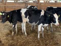 4 Holstein Open Heifers | Born 12-22-20 to 2-22-21, Est Weight 450# | 2632  2633  2634  2636