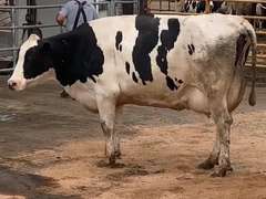 Fresh 9-9-21        Lact 2     305me 34261  Sire 29HO17516  Mgs 29HO13162 | 4 3 3 3 3 12 Y | 4 Star Udder-Wide Front Teats