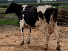 Dry & Dry Treated         Lact 4 Due 11-15 To INFOCUS 305me 34720  Sire 29HO13363  Mgs 29HO11614 | 3 2 3 4 3 14 Y | Long front Teats