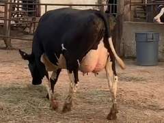 6 Preg 1st Lact Due in December | Group Avg 79# Milk 30K SCC | Top Heifer 102# | 421 431 445 459 470 487