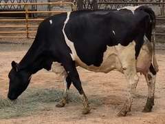 Fresh 6-15-21  Milk 100 3.7%F 3.1%P 13 SCC (K) Lact 2 Bred 9-18 To 29HO19287 305me 35606  Sire 29HO16714  Mgs 29HO13616 | 4 3 3 3 2 13 Y | Slight Reverse Tilt