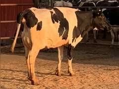 Fresh 1-14-21  Milk 32 5.4%F 3.4%P 71 SCC (K) Lact 1 Due 1-4 To 29HO18688 305me 26938  Sire 29HO16996  Mgs 29HO11614 | 3 3 3 3 3 11 Y | Small Teats