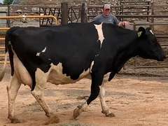 Fresh 11-3-20  Milk 40 4.8%F 3.9%P 246 SCC (K) Lact 2 Due 1-8 To 29HO19229 305me 26908  Sire 29HO14450  Mgs 29HO11614 | 3 3 4 4 3 15 N | Reverse Tilt