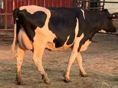 Fresh 5-26-21  Milk 72 3.9%F 3.3%P 264 SCC (K) Lact 1 Due 5-4 To 29HO19426 305me 23184  Sire 29HO18599  Mgs 529HO17648 | 4 3 4 3 3 11  | 4 STAR Udder-Slight Rev Tlt