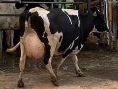 Fresh 10-31-20  Milk 72 4%F 3.2%P 38 SCC (K) Lact 2 Due 1-11 To 29HO18688 305me 33240  Sire 29HO16593  Mgs 29HO13162 | 3 3 3 3 3 13 Y | Slight Light Left Rear