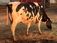 6 Preg 1st Lact Due in December | Group Avg 79# Milk 30K SCC | Top Heifer 102# | 421 431 445 459 470 487