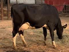 Fresh 6-17 Mkg 116# 3.9 2.7 SCC-29K 1st Lact Due 6-4 to 29H18508 | 5 2 3 3 3 | 5 STAR UDDER