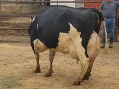 Fresh 2-27-21  Milk 102 3.6%F 3.3%P 107 SCC (K) Lact 4 Due 4-20 To INFOCUS 305me 36800  Sire 29HO13846  Mgs 29HO10681 | 3 3 3 3 2 12 Y | Wide Front Teats