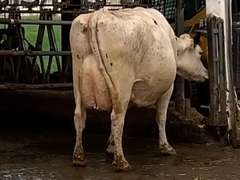 Fresh 11-20-20  Milk 52 5.1%F 3.5%P 283 SCC (K) Lact 4 Due 1-20 To 29HO19287 305me 30087  Sire 29HO14450  Mgs 529HO13219 | 4 3 3 4 5 16  | 4 STAR Udder