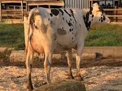 Fresh 7-1 MKg 71# 3.5 2.8 SCC-13K 1st Lact Bred 8-22 | 5 4 4 3 2 Y | 4 STAR