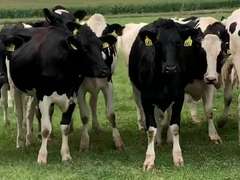 5 Heifers Due in April | pNM$ Avg 439 | Dams 305me Avg 32567# | 630 639 648 652 660