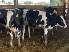 7 Holstein Open Heifers | Born 10-17-20  to 12-18-20 , Est Weight 550# | 2625 2626  2627  2628  2629  2630  2631