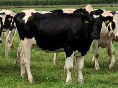 7 Heifers Due in March | pNM$ Avg 491 | Dams 305me Avg 32286# | 632 635 636 647 649 658 652