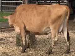 Dry & Dry Treated Due 1-15  Coming 4th Calf | 3 3 4 4 2 12 |