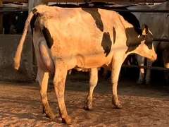 8 Fresh 1st Lact | Group Avg 75# Milk 80K SCC | Fresh 7-9 to 8-22-21| Top Heifer 88# | 512 522 558 559 560 562 563 567