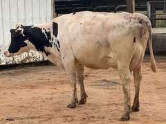 6 Preg 1st Lact Due in March | Group Avg 81# Milk 48K SCC | 410 454 461 482 497 518