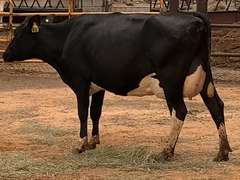 6 Preg 1st Lact Due in December | Group Avg 79# Milk 30K SCC | Top Heifer 102# | 421 431 445 459 470 487