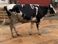 Dry & Dry Treated 9-22-21        Lact 2     305me 34063  Sire 29HO18139  Mgs 29HO16017 | 4 3 3 3 3 12 ? | 4 STAR Udder