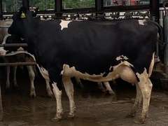 5 Preg 4th+ Lact | Group Avg 78# Milk 102K SCC | Due 1-10 to 3-5 | Top Cow 86# | 1562 1749 1885 1933 1935