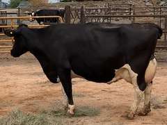 5 Preg 4th+ Lact | Group Avg 78# Milk 102K SCC | Due 1-10 to 3-5 | Top Cow 86# | 1562 1749 1885 1933 1935