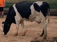 5 Fresh 1st Lact | Group Avg 92# Milk 75K SCC | Fresh 7-11 to 8-10-21 | Top Heifer 104# | #564 Bred 9-29 | 519 547 556 564 576