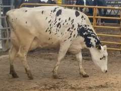 Fresh 3-1-21  Milk 84 4.2%F 3.3%P 373 SCC (K) Lact 2 Bred 9-6 To 29HO18508 305me 35286  Sire 29HO17516  Mgs 29HO13363 | 3 3 4 4 3 14 Y |